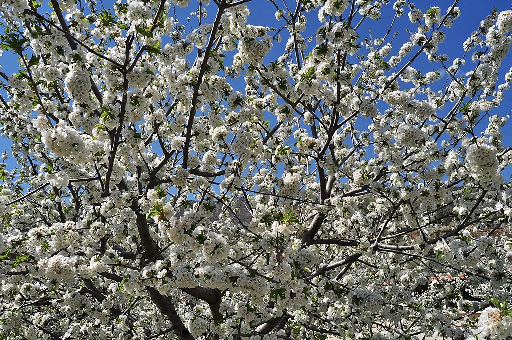 1024px-Florecimiento_del_Cerezo_Valle_del_Jerte_-_017_30670366466-1