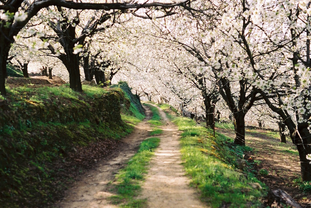 Camino_entre_el_bosque_de_cerezos_en_flor-1