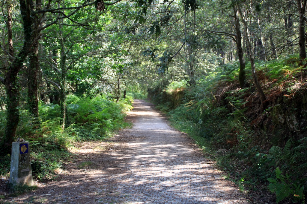 Bosque-de-las-Meigas