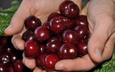 Cerezas y Cascadas en el Jerte